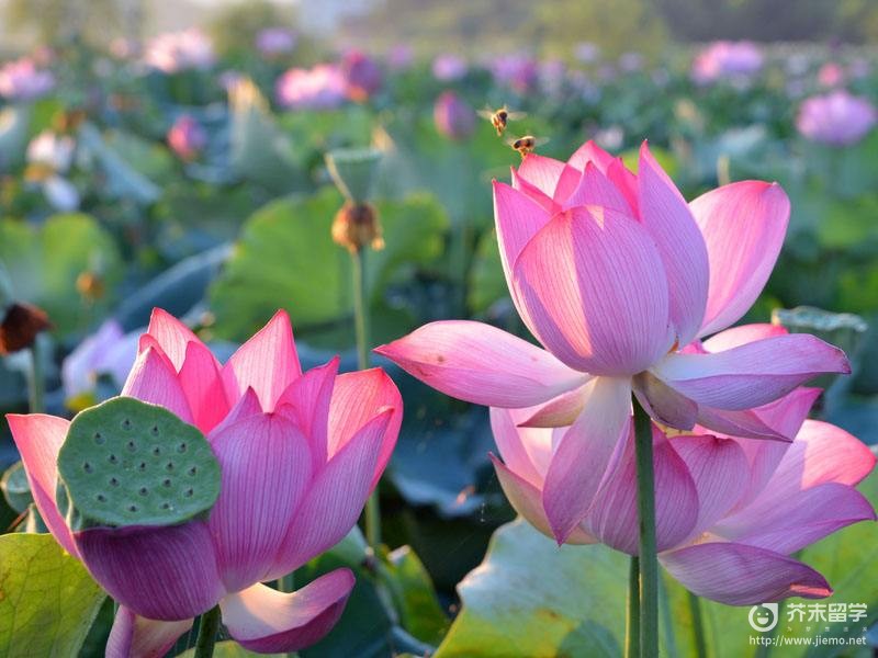 東國大學(xué)校花