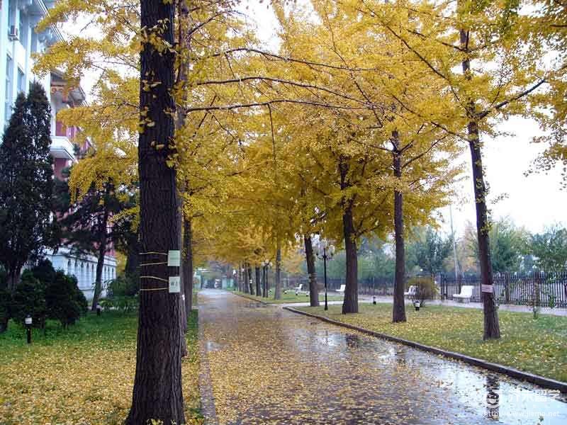 昭和藥科大學