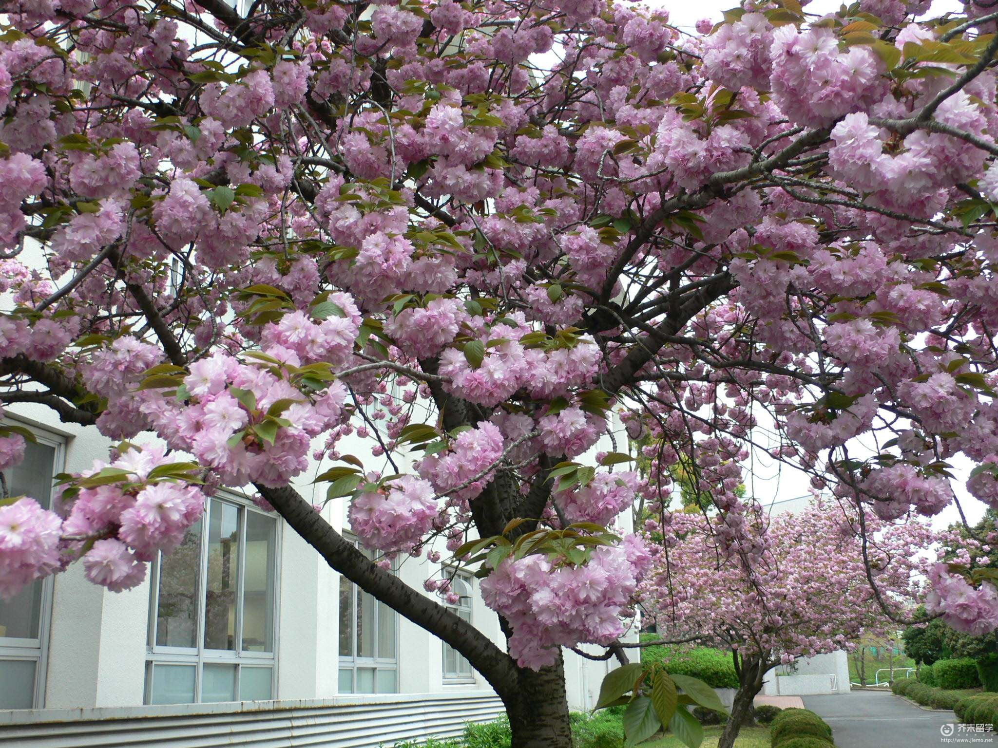 千里金兰大学