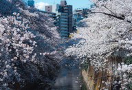 芥末留學