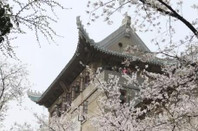 芥末留學