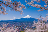 芥末留學