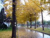 日本留學(xué)