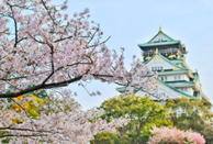 日本大學(xué)