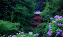 芥末留学