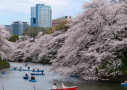 日本留学