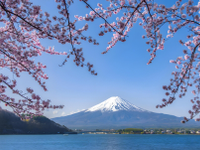 芥末留学