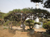 日本留學