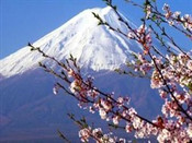 芥末留學
