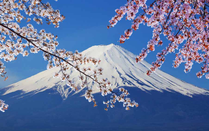 芥末留学