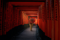 日本留学