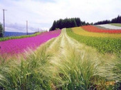 芥末留學