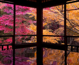 芥末留學(xué)
