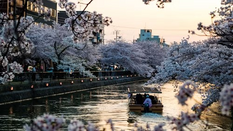 日本留学