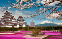 芥末留学