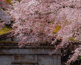 芥末留學(xué)