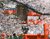 芥末留學(xué)