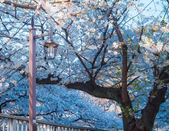 芥末留學(xué)