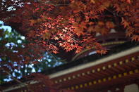 日本留学