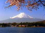 芥末留學