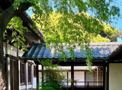 芥末留學(xué)