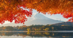芥末留学