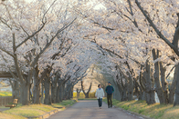日本留学