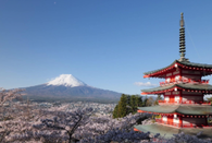 芥末留学