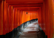 日本留学