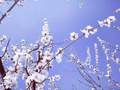 日本留學(xué)
