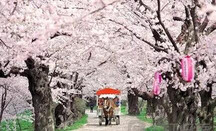 芥末留學