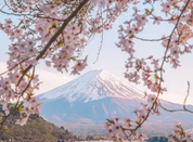 双非背景逆袭日本IT大厂