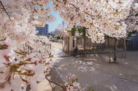日本留学