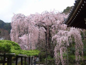 日本留學(xué)