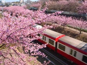 芥末留學