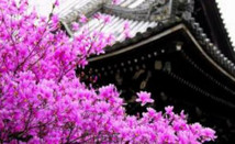芥末留学