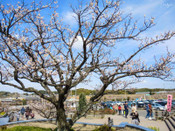 日本留學
