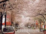 芥末留學