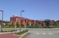 芥末留学