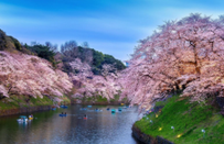 芥末留学