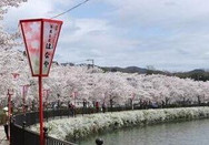 芥末留學
