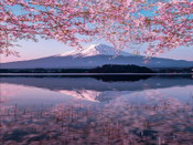 芥末留学
