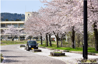 芥末留学