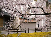 日本留学