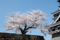 日本留学