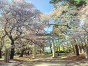 日本留學(xué)