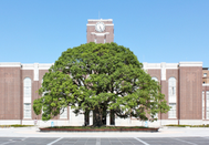 日本留学