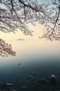 日本留学