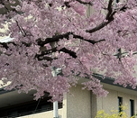 芥末留學