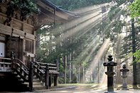 日本留学